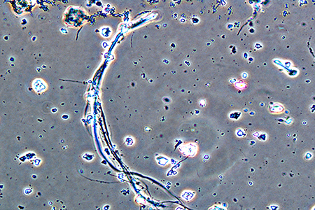 laboratorio amianto.jpg