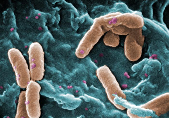 Pseudomonas aeruginosa. CDC Public Health Image Library (PHIL).