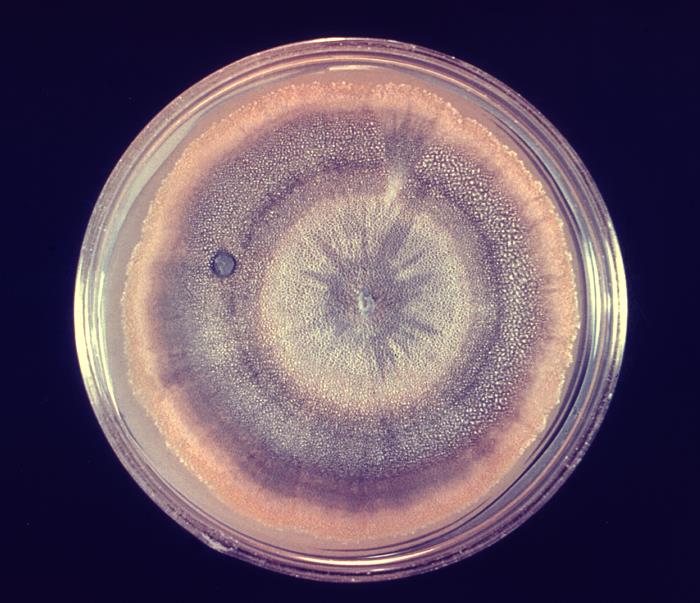 Colonia de Penicillium. CDC Public Health Image Library (PHIL).