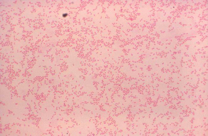 Cocobacilos de Brucella canis. CDC Public Health Image Library (PHIL).                  