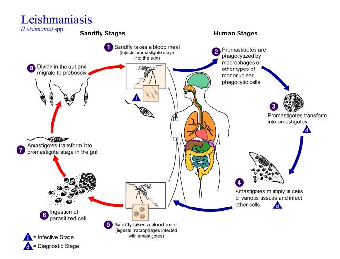 Ciclo de vida de Leishmania spp.  CDC Public Health Image Library (PHIL).
