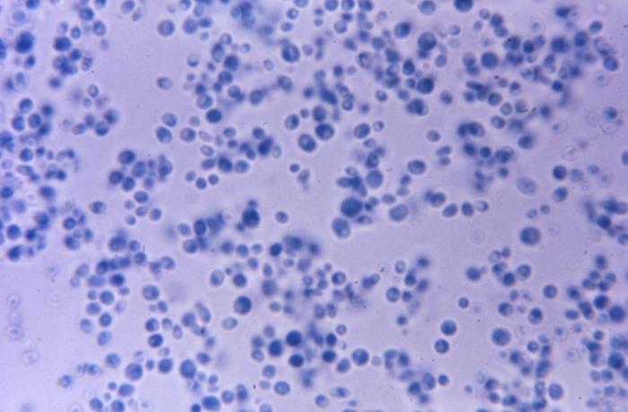 Cryptococcus sp. CDC Public Health Image Library (PHIL). 