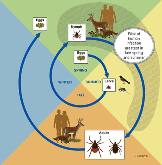 Ciclo de vida de B. burgdorferi. CDC/NCEZID Lyme Disease.