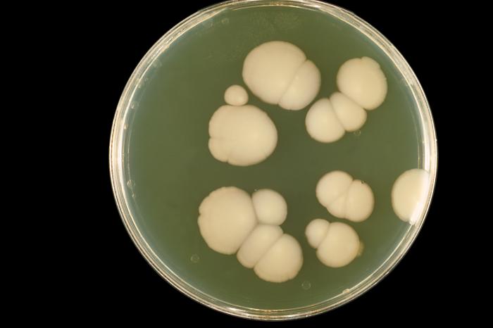 Colonias de C. albicans. CDC Public Health Image Library (PHIL).