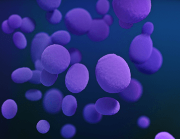Ilustración de Candida spp. CDC Public Health Image Library (PHIL).
