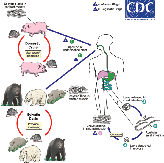  Ciclo de vida de Trichinella spp. DPDx - Laboratory Identification of Parasites of Public Health Concern