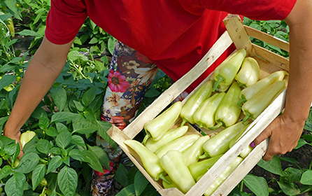 Imagen de una persona recolectando fruta