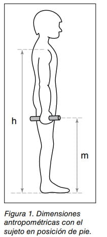 Silueta lateral de una persona de pie indicando las dimensiones antropométricas h y m.