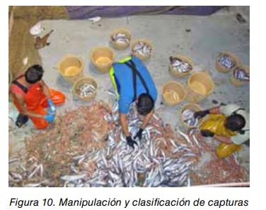 Trabajadores manipulando y clasificando capturas de pescado en cestas a bordo de un buque.