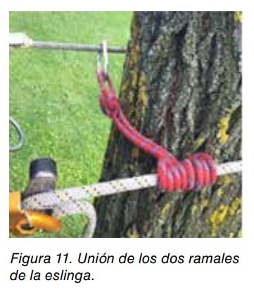 Unión de los dos ramales de una eslinga roja anudada alrededor del tronco de un árbol