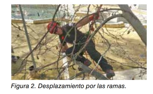 Figura 2: trabajador con arnés y casco desplazándose por las ramas de un árbol durante una poda