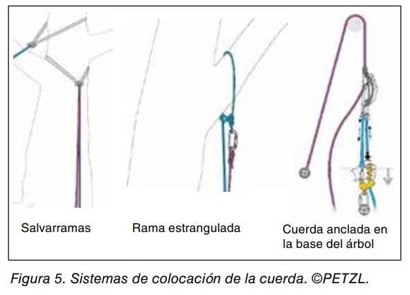 Tres sistemas de colocación de la cuerda en trepa: salvarramas, rama estrangulada y cuerda anclada en la base del árbol. Figura 5.