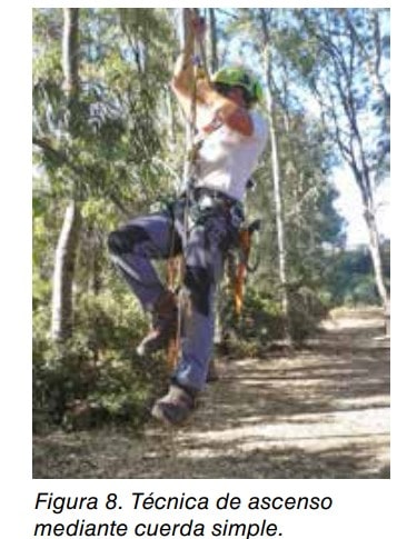 Trabajador ascendiendo por una cuerda simple con arnés en un árbol