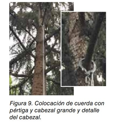 Colocación de cuerda en un árbol mediante pértiga y detalle del cabezal grande de anclaje