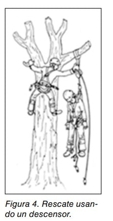 Ilustración de un rescate en altura desde un árbol usando un descensor