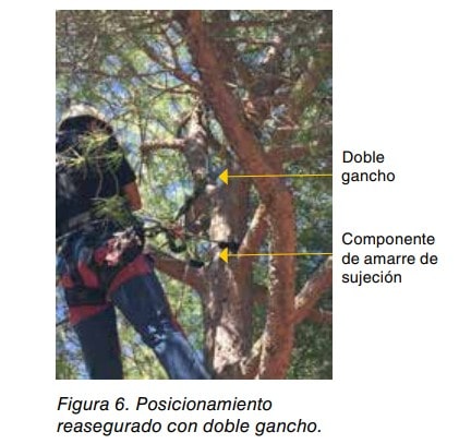 Figura 6. Trabajador en un árbol en posicionamiento reasegurado con doble gancho y componente de amarre de sujeción