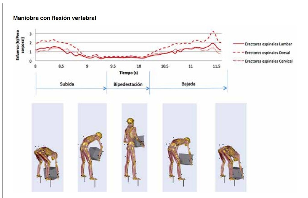 Gráfico del esfuerzo de erectores espinales lumbar, dorsal y cervical durante subida, bipedestación y bajada en maniobra con flexión.